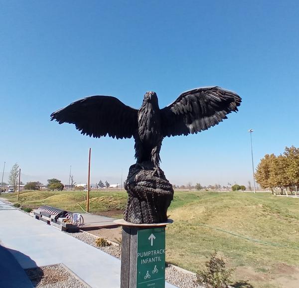 Águila Mora